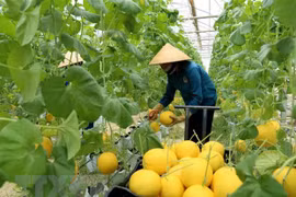 Intensifica Australia apoyo a agricultura de alta tecnología de Vietnam
