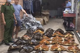 Más de 20 años de prisión a acusados por comercio ilegal de tortugas marinas