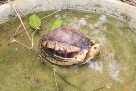 Visitan hogar de especies raras de tortugas en el parque vietnamita de Cuc Phuong