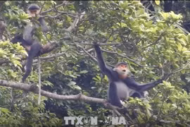 Provincia vietnamita por expandir el hábitat de especie amenazada