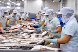 Vietnam se esfuerza por promover negociaciones de OMC sobre subsidios a pesca