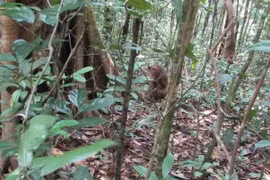 Provincia vietnamita libera especies salvajes en su hábitat natural