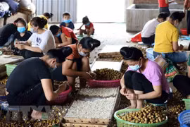 ASEAN potencia papel de mujeres en el sector agrícola