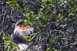 Liberan a primate en peligro de extinción a su hábitat natural en provincia vietnamita