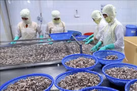 Aumentan exportaciones vietnamitas de calamares y pulpos a China