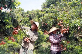 Efectuarán conferencia para impulsar exportación de productos agrícolas de Vietnam a Japón