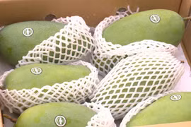 Exportan a Australia mango de provincia vietnamita de Son La