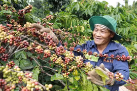 Altiplanicie Central de Vietnam, con grandes potencialidades de desarrollo