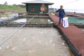 Provincia vietnamita de Long An promueve la acuicultura a gran escala