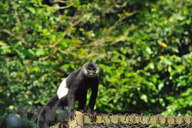 Vietnam despliega actividades para proteger al langur 