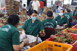 Provincia vietnamita Tien Giang apunta incrementar exportaciones en 2021