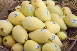 Más áreas del cultivo de mango en provincia vietnamita de Dong Thap reciben código de producción 