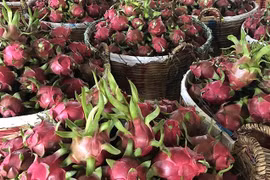 Exportaciones de verduras de Vietnam superan mil millones de dólares 