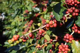 Alemania, mayor importador de café de Vietnam