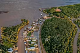 Lanzan proyecto de conservación del hábitat costero en delta del Mekong en Vietnam