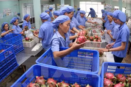 Unión Europea sigue siendo mercado prometedor para frutas vietnamitas