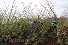 Vietnam registra mayor aumento de IPC en los últimos ocho años