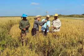 Cuba desea recibir inversiones vietnamitas en agricultura 