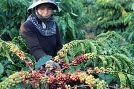 Corea del Sur y Japón desean promover productos agrícolas en mercado vietnamita 