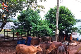 Provincia vietnamita de Binh Phuoc refuerza labor para erradicar la pobreza