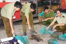 Persiste complejidad del tráfico de vida silvestre en Vietnam 