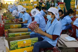 Señales alentadoras para exportaciones hortofrutícolas de Vietnam