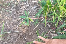 Provincia vietnamita monitorea actividades de elefantes salvajes 