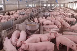 Rusia, mayor proveedor de carne de cerdo de Vietnam