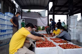 Vietnam planea conectar a cinco millones de agricultores con plataformas de comercio electrónico