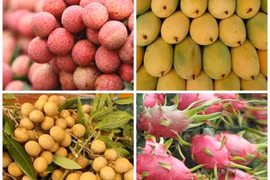 Robustecen Vietnam y China cooperación en agricultura y consumo de frutas