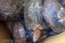 Sentencian en Vietnam a prisión a individuo por crianza ilegal de tortugas raras 