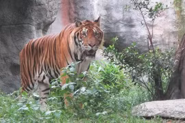 Debaten soluciones para conservación del tigre en Vietnam