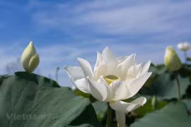 Laguna de flor de loto blanco en Hanoi atrae a visitantes capitalinos