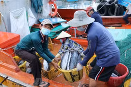 Vietnam se esfuerza por levantamiento de tarjeta amarilla impuesta al sector pesquero
