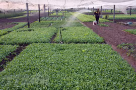 Hanoi desarrolla la industria de procesamiento de productos agrícolas