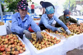 Ponen a la venta lichi Thanh Ha de Vietnam en plataforma de e-comercio