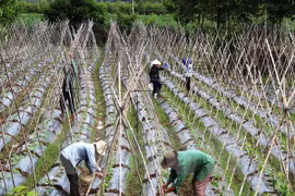 Estimulan en Vietnam desarrollo de economía colectiva y cooperativa