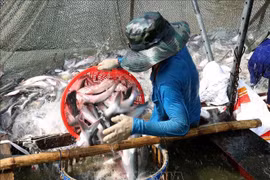 Exportaciones acuáticas de Vietnam crecen en dos meses 