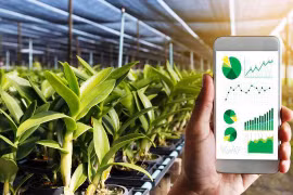 Provincia vietnamita de Vinh Phuc promueve transformación digital en la agricultura