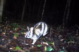 Hallan por primera vez en Vietnam conejo en riesgo de extinción a nivel global