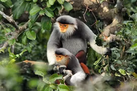 Liberan un douc, especie endémica amenaza en la naturaleza de Vietnam