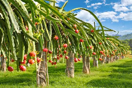Fruta del dragón vietnamita recibe certificado japonés de protección de indicaciones geográficas