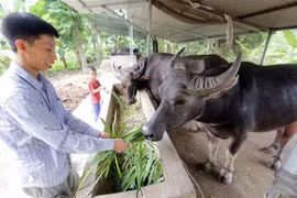 Laos podría ganar fondo millonario por exportación de búfalos y ganado este año