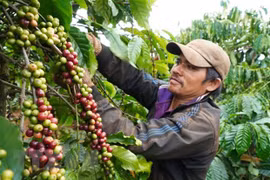 Exportaciones de café de Vietnam aumentan 5,4 por ciento hasta octubre
