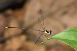 Descubren en Vietnam nueva especie endémica de zigóptero