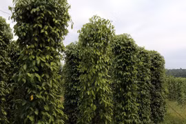 Camboya promoverá exportaciones de pimienta en 2021