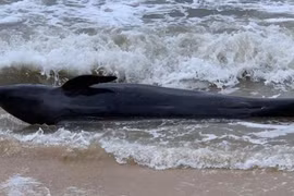 Ballena de 300 kilogramos encallada en playa de Vietnam