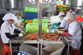 Logran otras instalaciones de Hai Duong permiso de procesar lichis para exportar a Japón