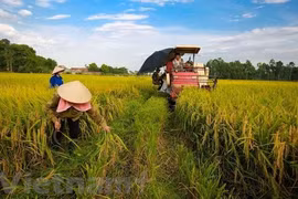 Banco Mundial dispuesto a apoyar a proyectos de desarrollo agrícola de Vietnam