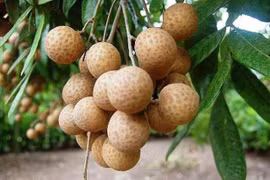Envía provincia vietnamita de Son La primer lote de longan a Europa